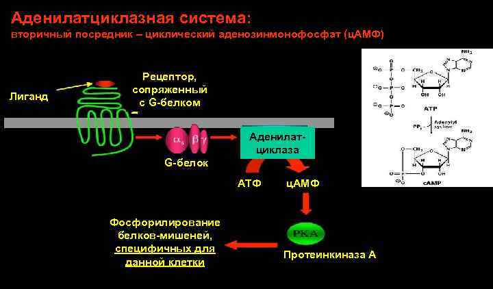 Аденилатциклазная система: вторичный посредник – циклический аденозинмонофосфат (ц. АМФ) Лиганд Рецептор, сопряженный с G-белком
