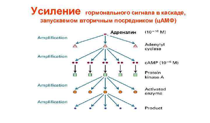 Усиление гормонального сигнала в каскаде, запускаемом вторичным посредником (ц. АМФ) Адреналин 