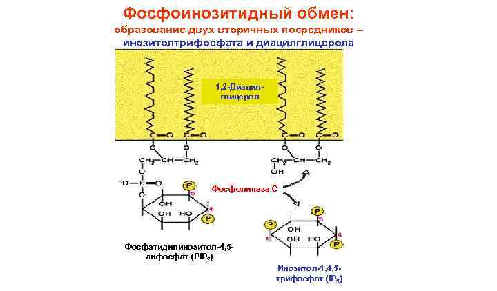 Фосфоинозитидный обмен: образование двух вторичных посредников – инозитолтрифосфата и диацилглицерола 1, 2 -Диацилглицерол Фосфолипаза