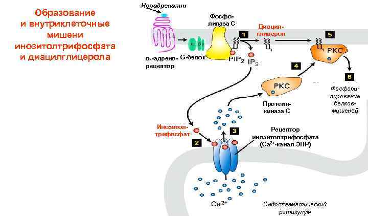 Образование и внутриклеточные мишени инозитолтрифосфата и диацилглицерола Норадреналин Фосфолипаза С Диацилглицерол α 1 -адрено-