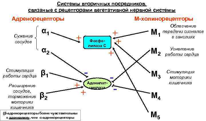 Системы вторичных посредников, связаные с рецепторами вегетативной нервной системы Адренорецепторы Сужение сосудов α 1