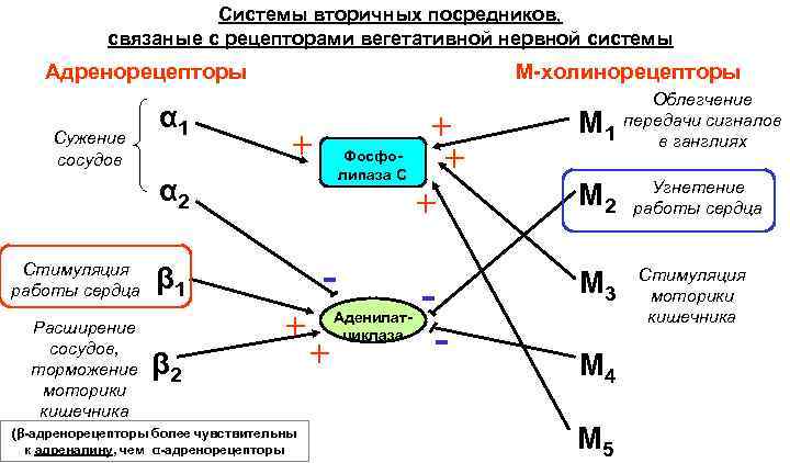 Системы вторичных посредников, связаные с рецепторами вегетативной нервной системы Адренорецепторы Сужение сосудов α 1