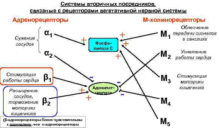 Системы вторичных посредников, связаные с рецепторами вегетативной нервной системы Адренорецепторы Сужение сосудов α 1