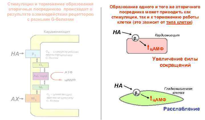 Стимуляция и торможение образования вторичных посредников происходят в результате взаимодействия рецепторов с разными G-белками