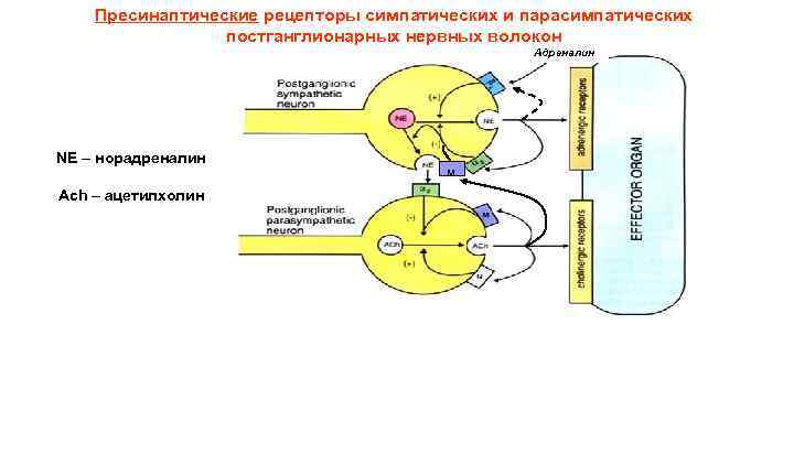 Пресинаптические рецепторы симпатических и парасимпатических постганглионарных нервных волокон Адреналин NE – норадреналин Ach –