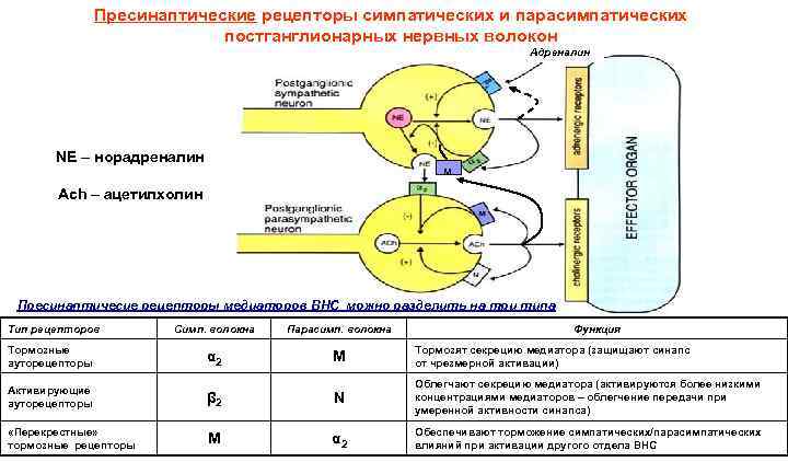 Пресинаптические рецепторы симпатических и парасимпатических постганглионарных нервных волокон Адреналин NE – норадреналин м Ach
