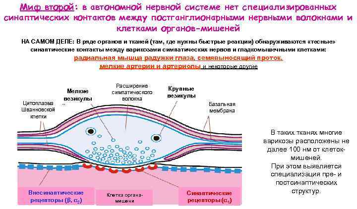 Миф второй: в автономной нервной системе нет специализированных синаптических контактов между постганглионарными нервными волокнами