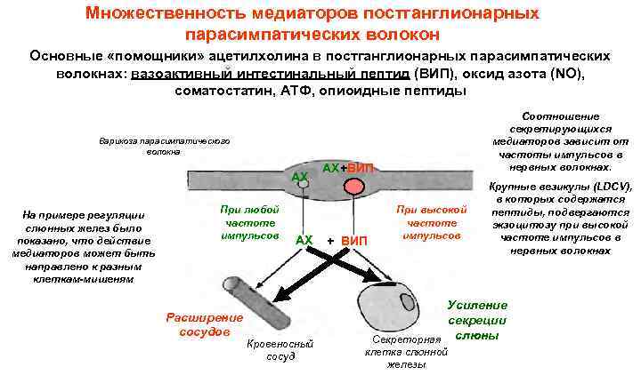 Множественность медиаторов постганглионарных парасимпатических волокон Основные «помощники» ацетилхолина в постганглионарных парасимпатических волокнах: вазоактивный интестинальный
