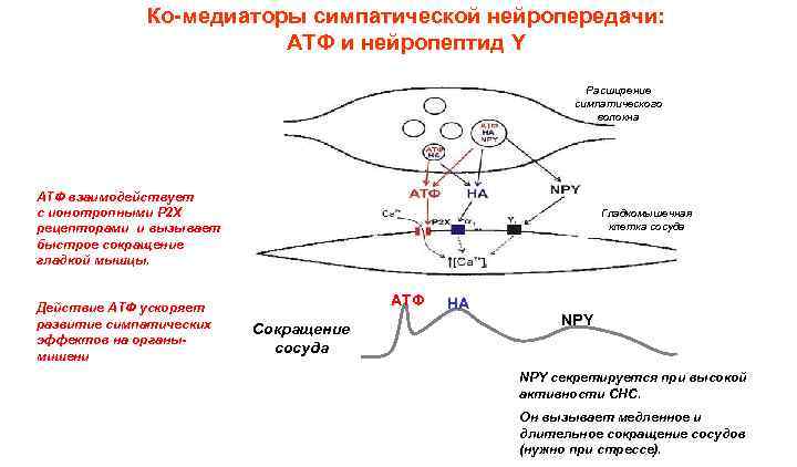 Ко-медиаторы симпатической нейропередачи: АТФ и нейропептид Y Расширение симпатического волокна АТФ взаимодействует с ионотропными