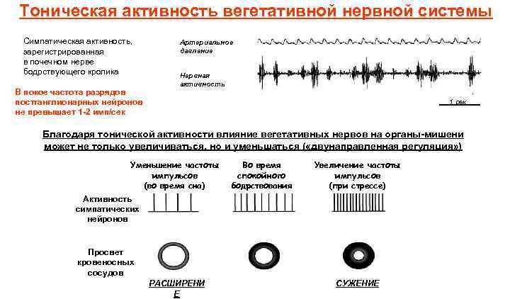 Тоническая активность вегетативной нервной системы Симпатическая активность, зарегистрированная в почечном нерве бодрствующего кролика В