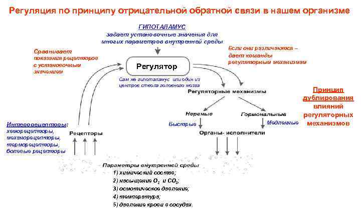 Основы регуляции. Регуляция по принципу отрицательной обратной связи. Механизм обратной отрицательной связи в регуляции ферментов. Положительная Обратная связь в организме.