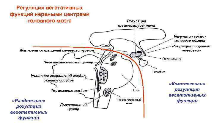 Регуляция вегетативных функций нервными центрами головного мозга Регуляция температуры тела Регуляция водносолевого обмена Регуляция