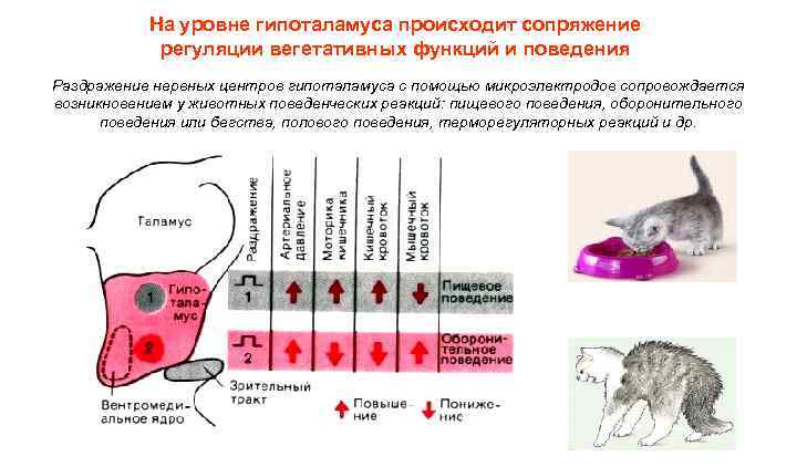 На уровне гипоталамуса происходит сопряжение регуляции вегетативных функций и поведения Раздражение нервных центров гипоталамуса