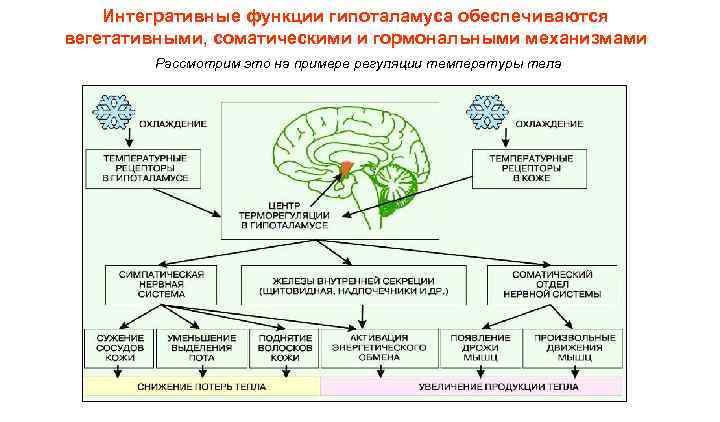 Интегративные функции гипоталамуса обеспечиваются вегетативными, соматическими и гормональными механизмами Рассмотрим это на примере регуляции