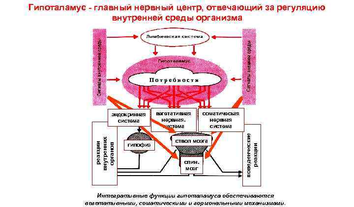 Внутренняя регуляция