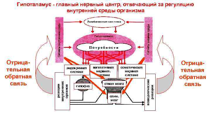 Регуляция внутренней среды организма