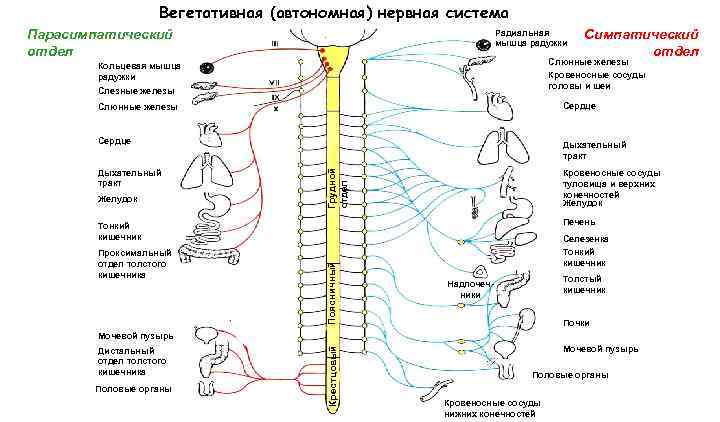 Вегетативная (автономная) нервная система Парасимпатический отдел Радиальная мышца радужки Cимпатический отдел Слюнные железы Кровеносные