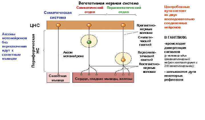 Усиливает вентиляцию легких симпатическая или