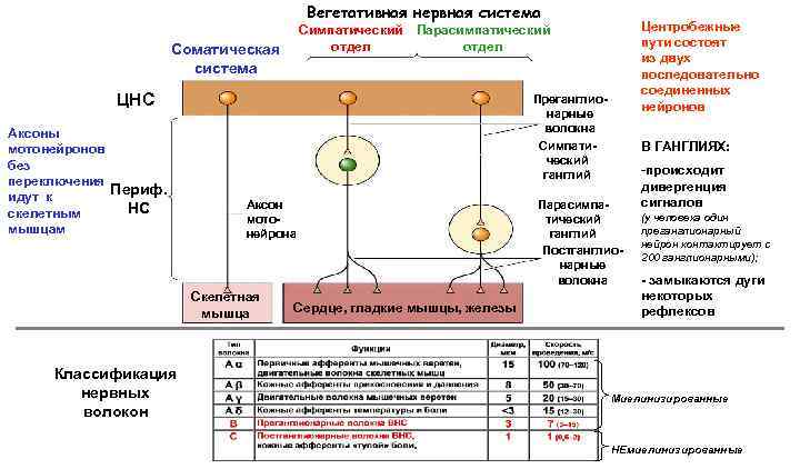 Вегетативная нервная система Cимпатический отдел Соматическая система ЦНС Аксоны мотонейронов без переключения Периф. идут