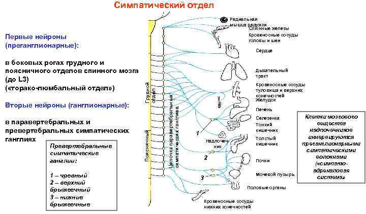 Cимпатический отдел Радиальная мышца радужки Слюнные железы Кровеносные сосуды головы и шеи Первые нейроны