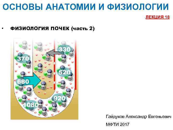 ОСНОВЫ АНАТОМИИ И ФИЗИОЛОГИИ ЛЕКЦИЯ 18 • ФИЗИОЛОГИЯ ПОЧЕК (часть 2) Гайдуков Александр Евгеньевич