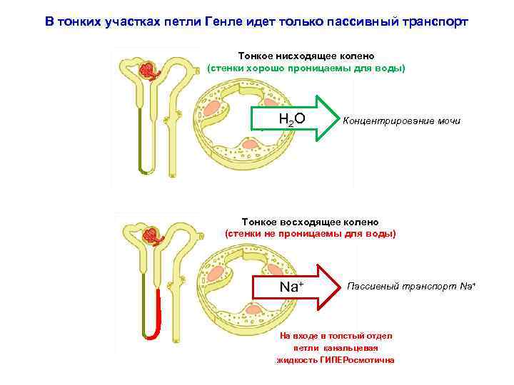 В тонких участках петли Генле идет только пассивный транспорт Тонкое нисходящее колено (стенки хорошо