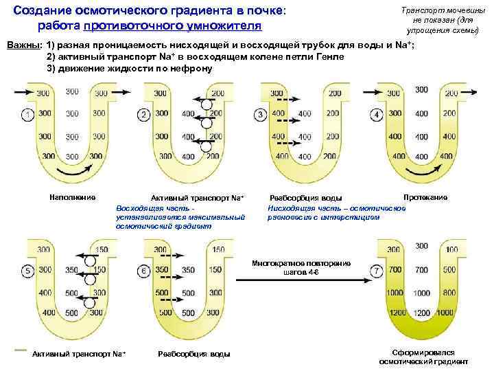 Создание осмотического градиента в почке: работа противоточного умножителя Транспорт мочевины не показан (для упрощения