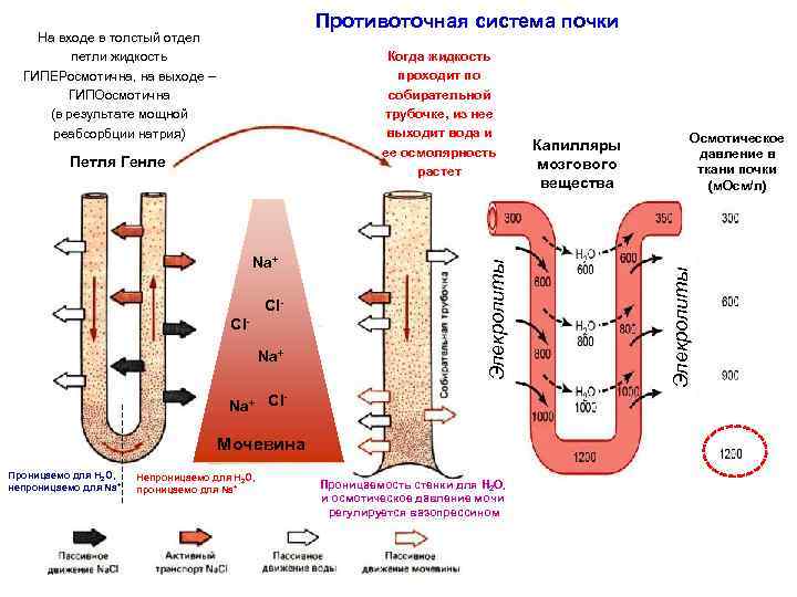 Противоточная система почки Петля Генле Na+ Cl. Na+ Элекролиты Когда жидкость проходит по собирательной