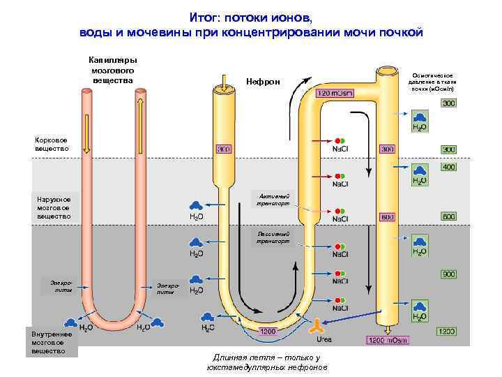 Итог: потоки ионов, воды и мочевины при концентрировании мочи почкой Капилляры мозгового вещества Нефрон