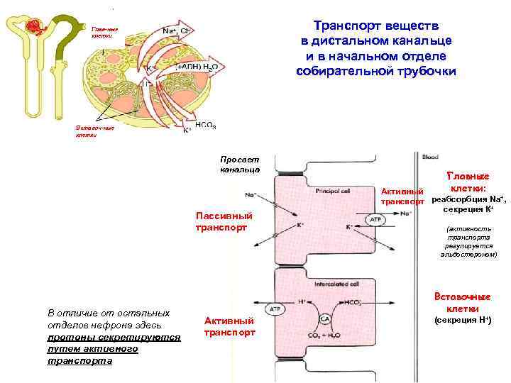 Транспорт веществ в дистальном канальце и в начальном отделе собирательной трубочки Глав-ные клетки Вставоч-ные