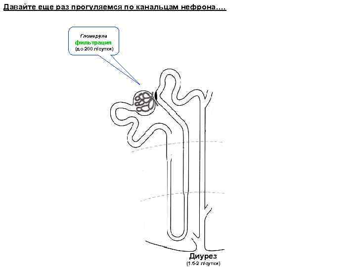 Давайте еще раз прогуляемся по канальцам нефрона…. Гломерула фильтрация (до 200 л/сутки) Диурез (1.