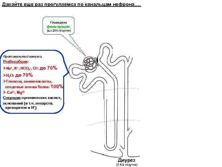 Давайте еще раз прогуляемся по канальцам нефрона…. Гломерула фильтрация (до 200 л/сутки) Проксимальный каналец