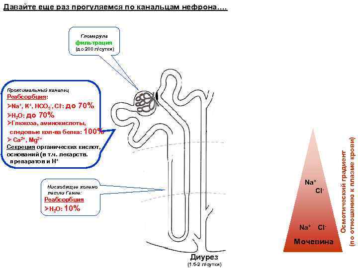 Давайте еще раз прогуляемся по канальцам нефрона…. Гломерула фильтрация (до 200 л/сутки) Проксимальный каналец