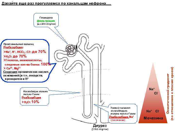 Давайте еще раз прогуляемся по канальцам нефрона…. Гломерула фильтрация (до 200 л/сутки) Проксимальный каналец