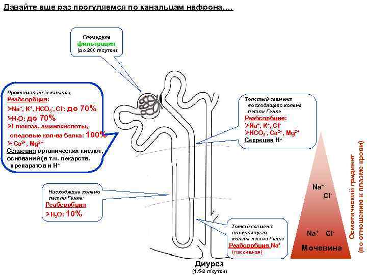Давайте еще раз прогуляемся по канальцам нефрона…. Гломерула фильтрация (до 200 л/сутки) Проксимальный каналец