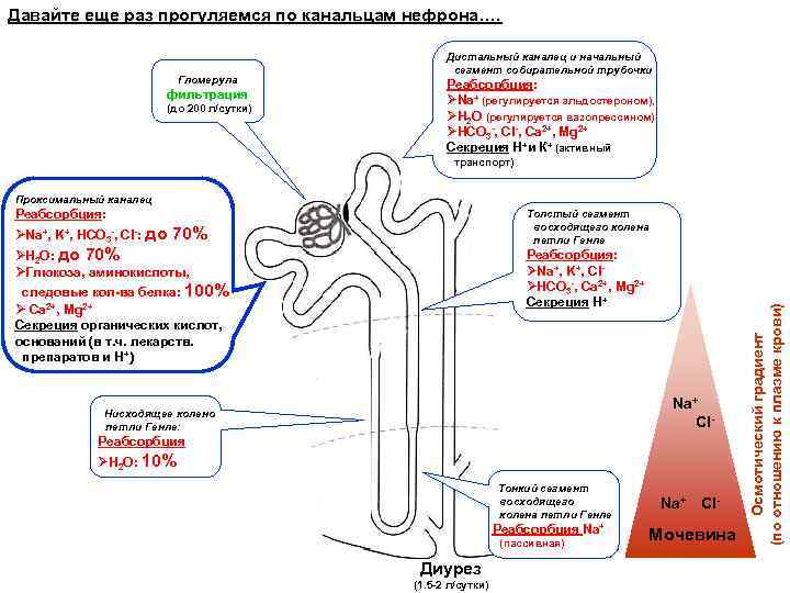 Давайте еще раз прогуляемся по канальцам нефрона…. Гломерула фильтрация (до 200 л/сутки) Дистальный каналец
