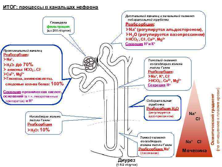 ИТОГ: процессы в канальцах нефрона Гломерула фильтрация (до 200 л/сутки) Дистальный каналец и начальный