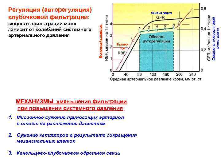 Регуляция (авторегуляция) клубочковой фильтрации: Кровоток МЕХАНИЗМЫ уменьшения фильтрации при повышении системного давления: 1. Миогенное
