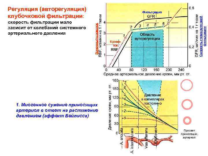 Регуляция (авторегуляция) клубочковой фильтрации: Скорость гломерулярной фильтрации Почечный кровоток скорость фильтрации мало зависит от