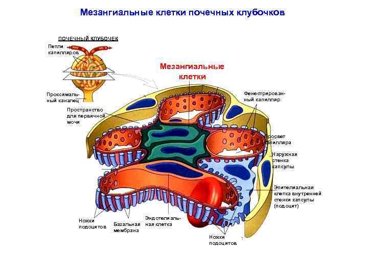 Мезангиальные клетки почечных клубочков ПОЧЕЧНЫЙ КЛУБОЧЕК Петли капилляров Мезангиальные клетки Фенестрированный капилляр Проксимальный каналец