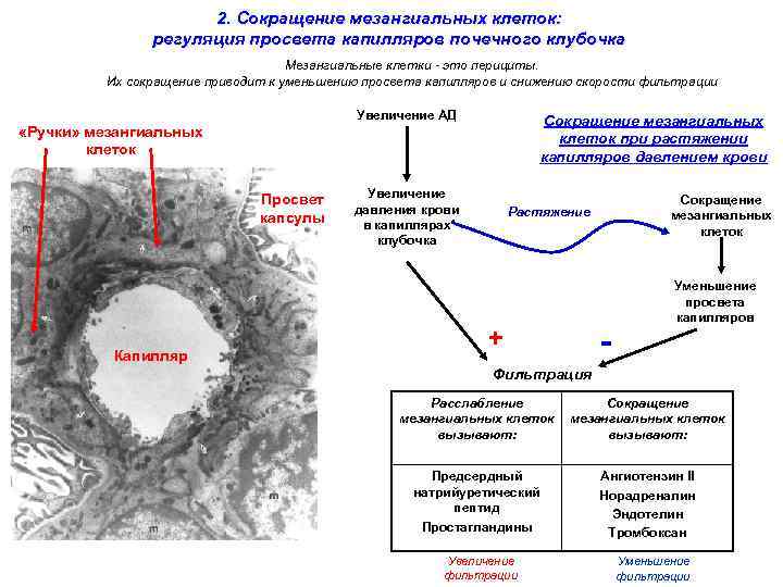 2. Сокращение мезангиальных клеток: регуляция просвета капилляров почечного клубочка Мезангиальные клетки - это перициты.