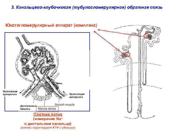 3. Канальцево-клубочковая (тубулогломерулярная) обратная связь Юкстагломерулярный аппарат (комплекс) Выносящая артериола Приносящая артериола Дистальный каналец