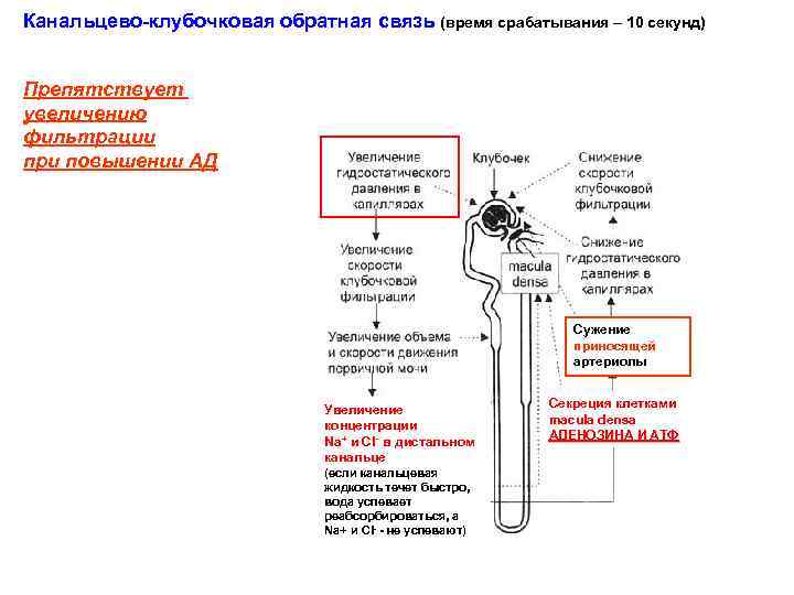 Канальцево-клубочковая обратная связь (время срабатывания – 10 секунд) Препятствует увеличению фильтрации при повышении АД