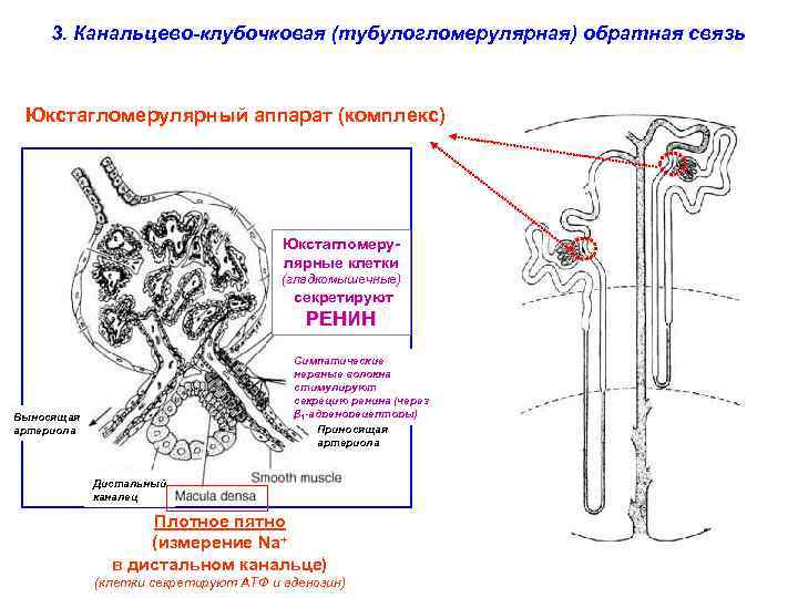 3. Канальцево-клубочковая (тубулогломерулярная) обратная связь Юкстагломерулярный аппарат (комплекс) Юкстагломерулярные клетки (гладкомышечные) секретируют РЕНИН Симпатические