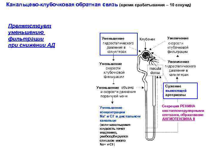 Канальцево-клубочковая обратная связь (время срабатывания – 10 секунд) Препятствует уменьшению фильтрации при снижении АД