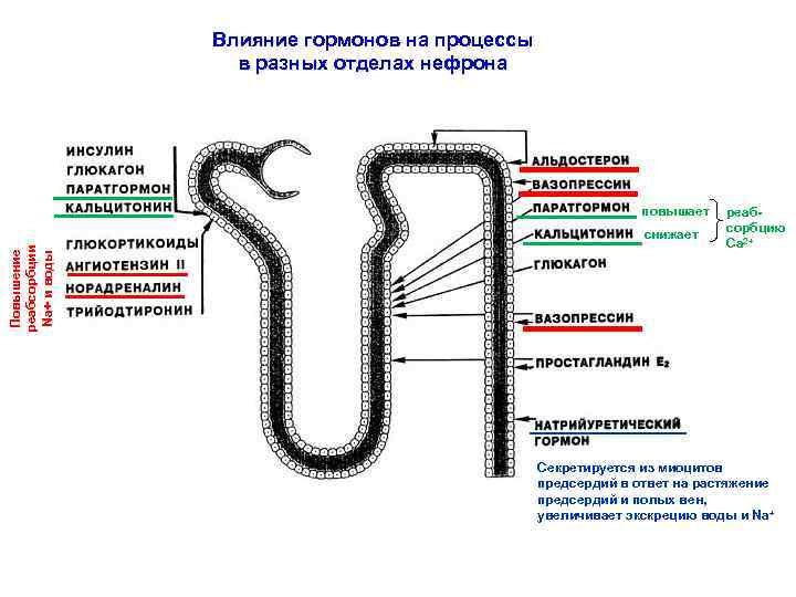 Схема нефрона физиология