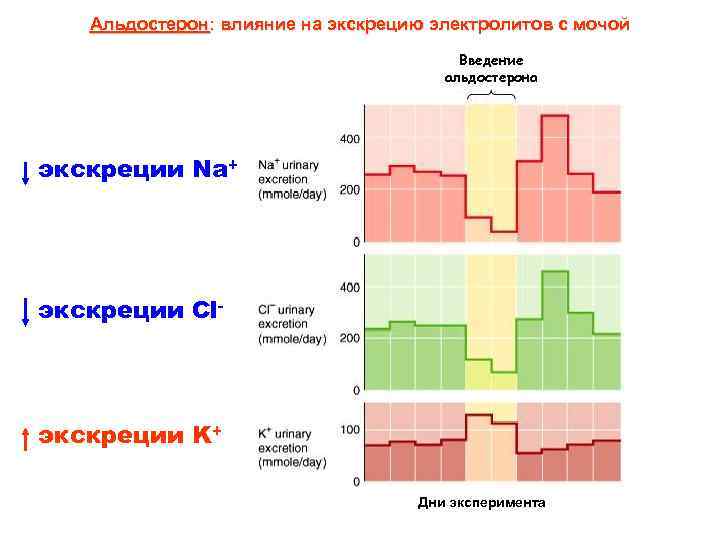 Альдостерон: влияние на экскрецию электролитов с мочой Введение альдостерона экскреции Na+ экскреции Cl- экскреции