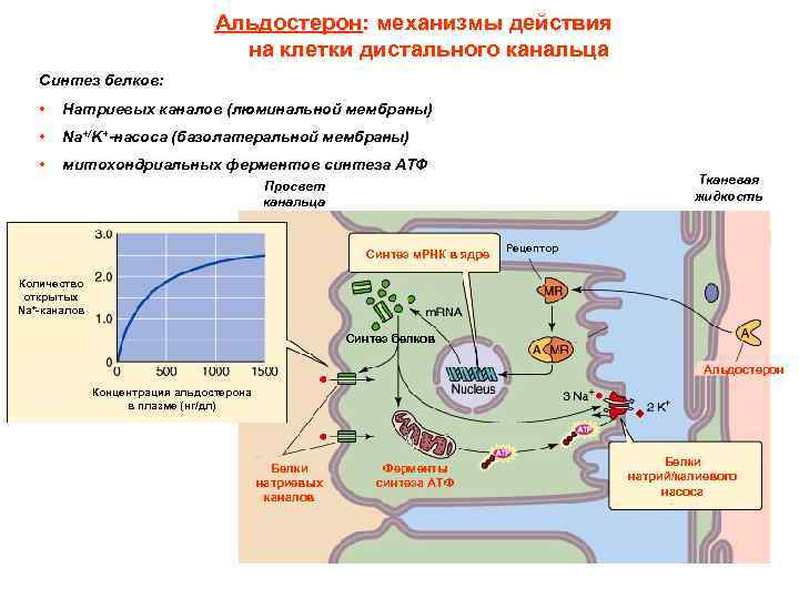 Альдостерон: механизмы действия на клетки дистального канальца Синтез белков: • Натриевых каналов (люминальной мембраны)