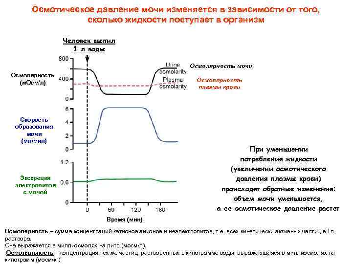 Осмотическое давление мочи изменяется в зависимости от того, сколько жидкости поступает в организм Человек