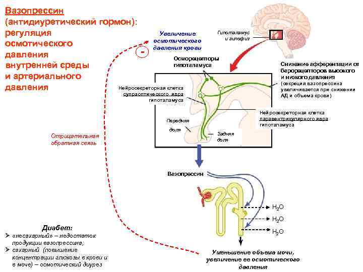 Вазопрессин (антидиуретический гормон): Гипоталамус Увеличение регуляция и гипофиз осмотического - давления крови давления Осморецепторы
